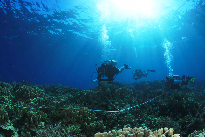 Dr David Baker and his collaborators conducting field work in the sea